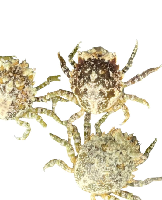 Pitho Crabs