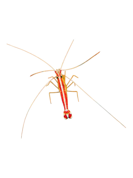 Cleaner Shrimps