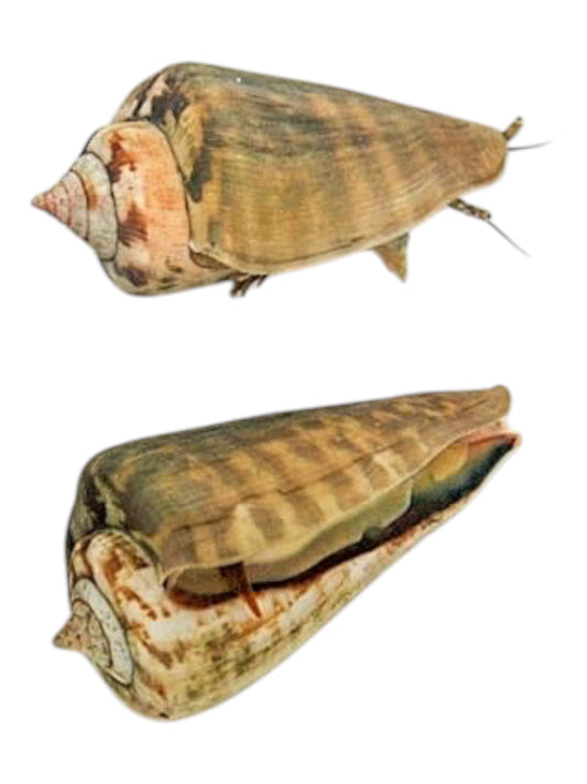 Fighting Conch