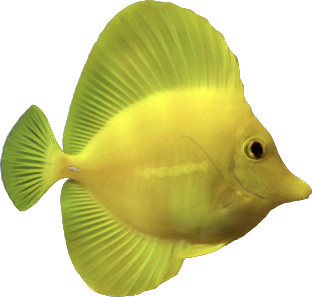 Biota CB Hawaiian Yellow Tang