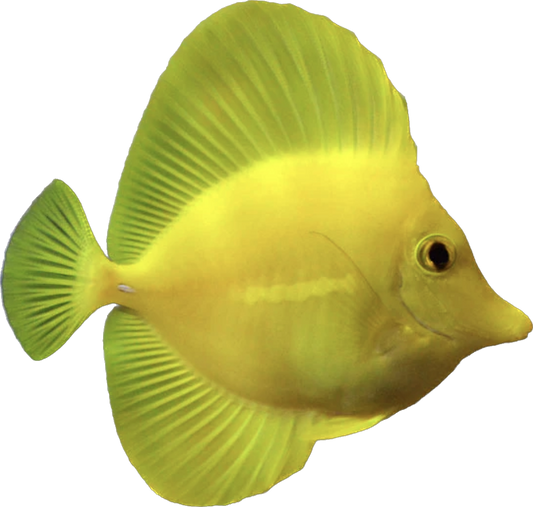 Biota CB Hawaiian Yellow Tang