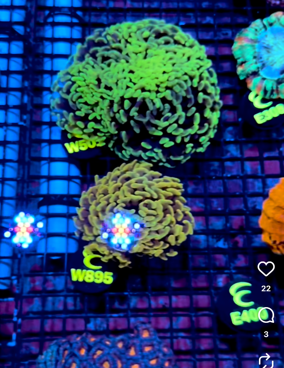 Eye Catching Australian Gold Branching Hammer Preorder