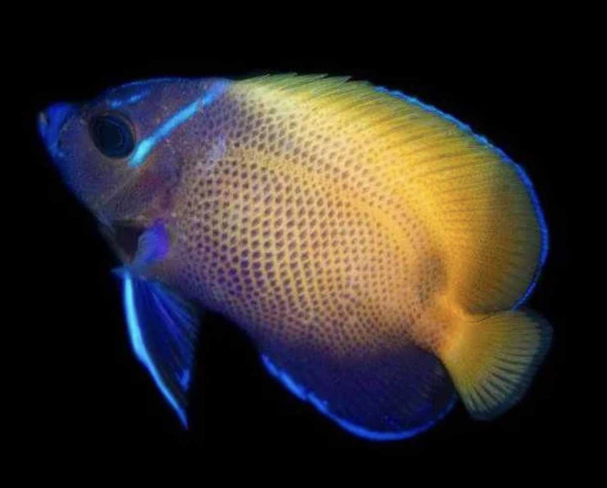 Biota CB Majestic Angelfish