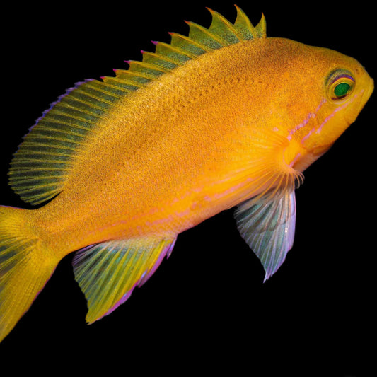 Biota CB Pink Square Anthias