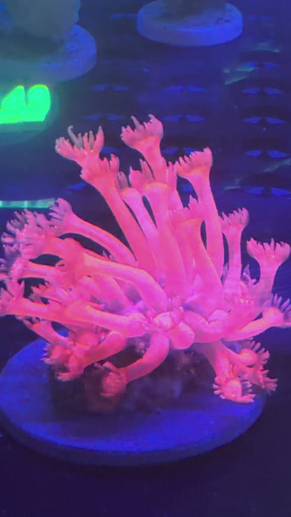 Neon Pink Goni