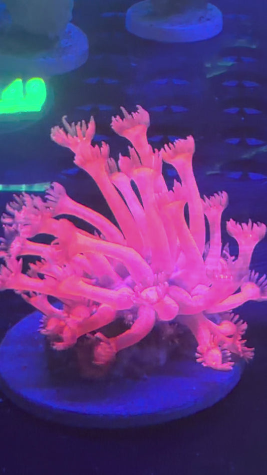 Neon Pink Goni