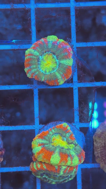TPZ Turkey Tail Rainbow Asian Acan