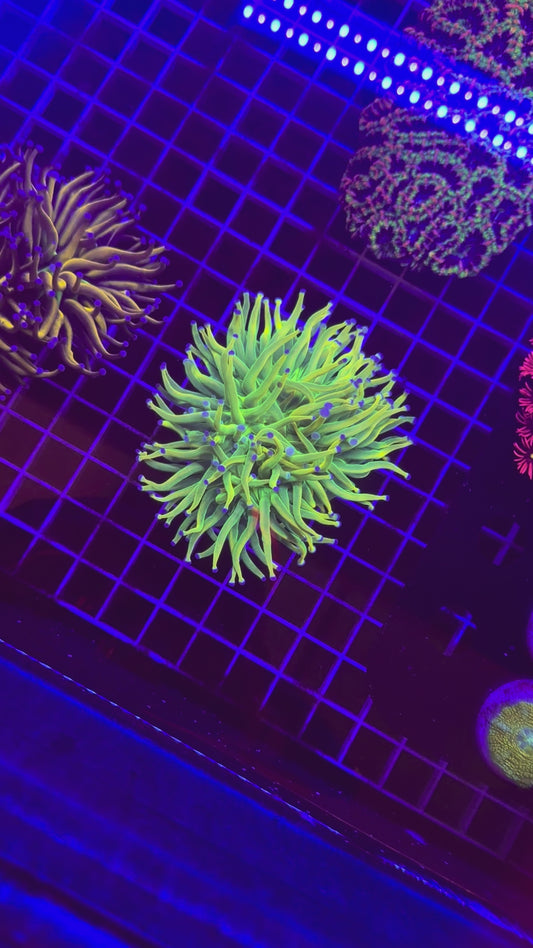 TPZ 24K HG Torch Coral