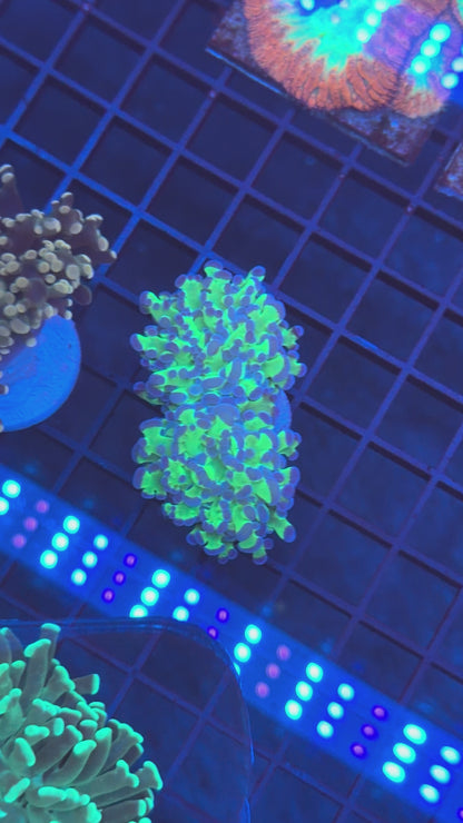 TPZ Outer Reaches Bi Color Frogspawn