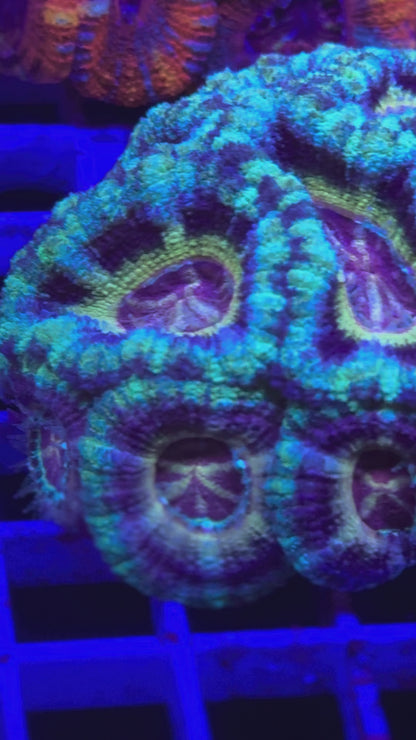 Watermelon Ice Asian Acan