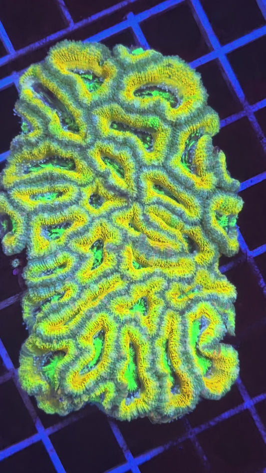 Lemon Head Aussie Acan
