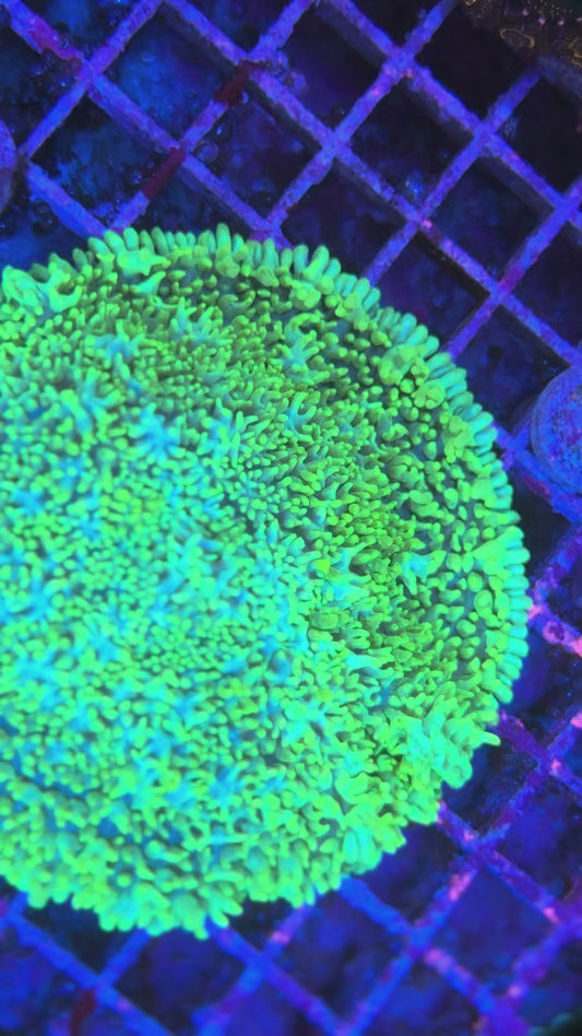 XL Lemon Lime Mystic Carpet Rhodactis Mushroom