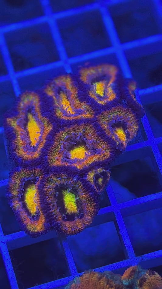 Super Ultra Rainbow Aussie Acan