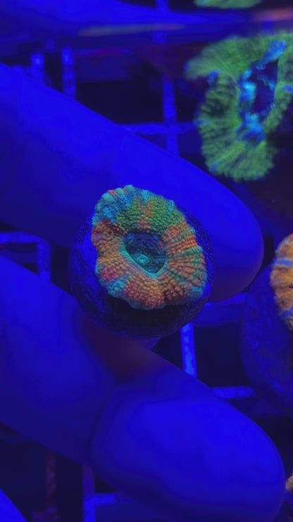 Mother Gaia Malay Acan (High Graft w/ Babies)