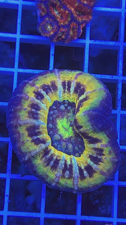 Super Ultra Aussie Scoly