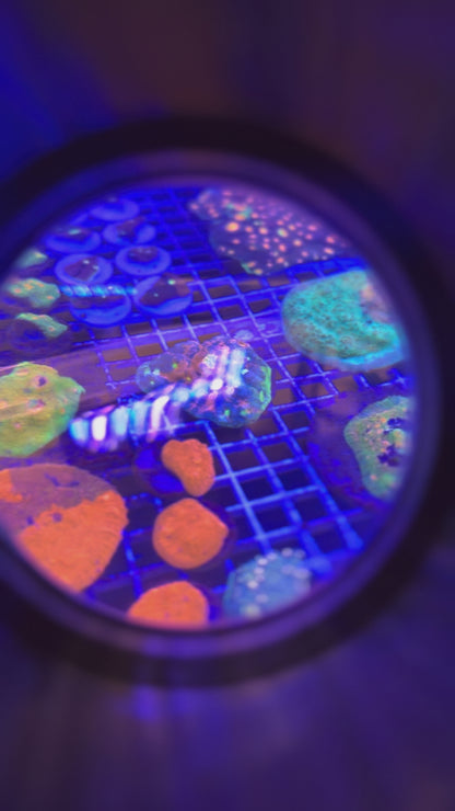 Rainbow Jelly Grub Chalice Colony