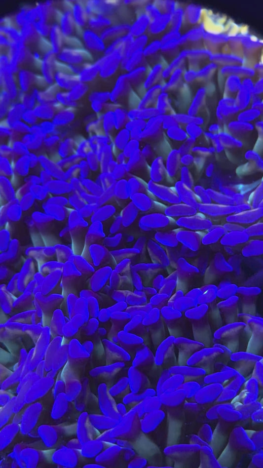 NON WYSWYG Boss's Purple Haze Hammer