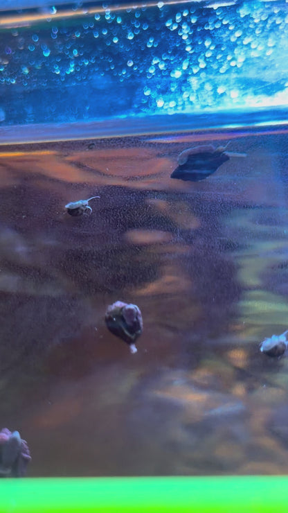 "Mini Trochus" Collonista Snails