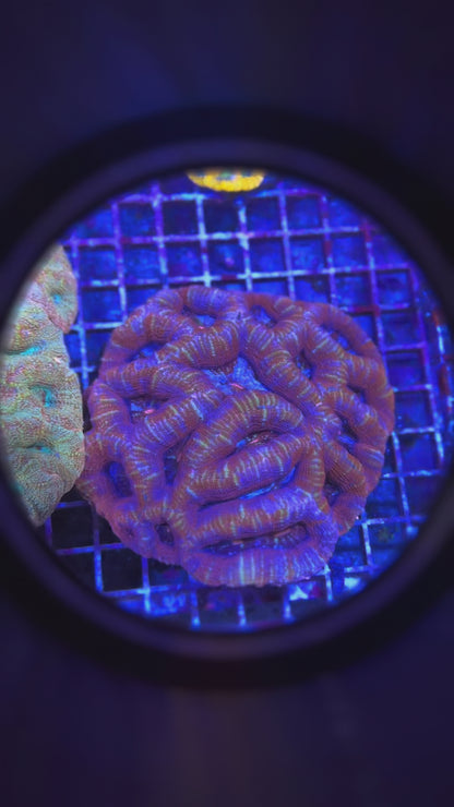 Frost Bite Bowerbanki Colony