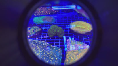 Fanny Flutter Glitter Asian Acan