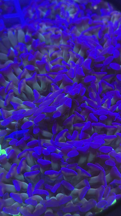 NON WYSWYG Boss's Purple Haze Hammer