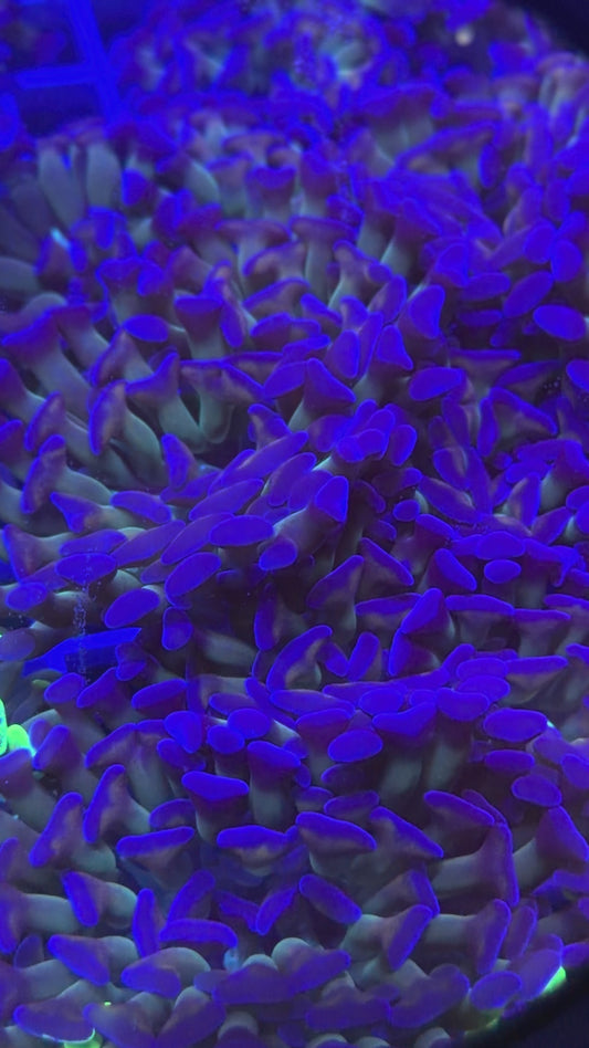 NON WYSWYG Boss's Purple Haze Hammer