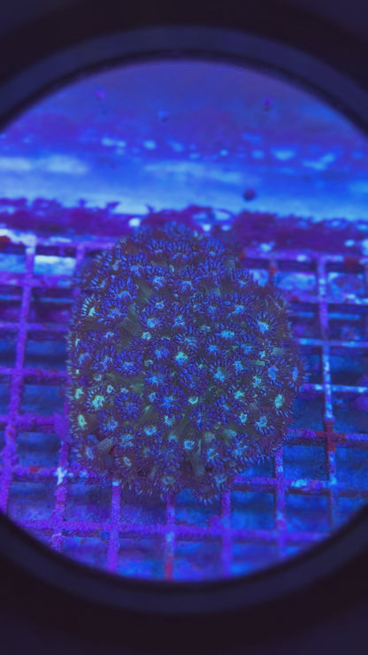 Poseidon's Farts Blue Glitter Bomb Goniopora Colony