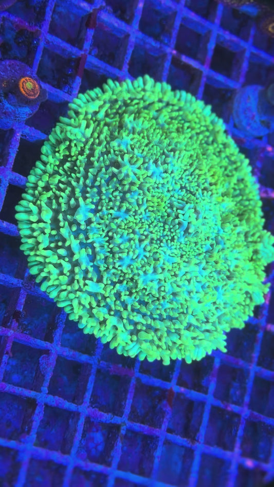 XL Lemon Lime Mystic Carpet Rhodactis Mushroom