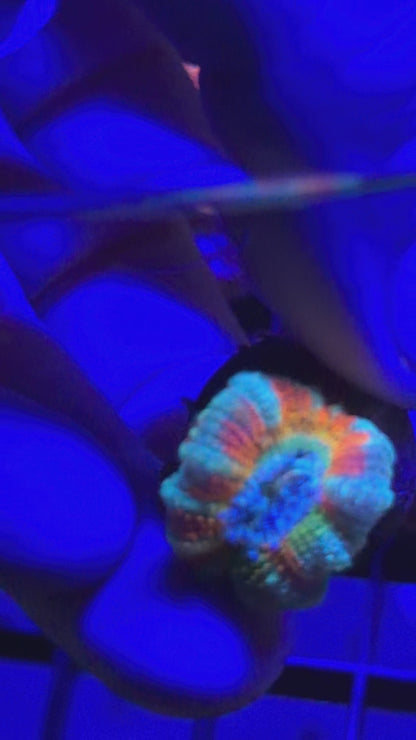 Mother Gaia Malay Acan (High Graft w/ Babies)
