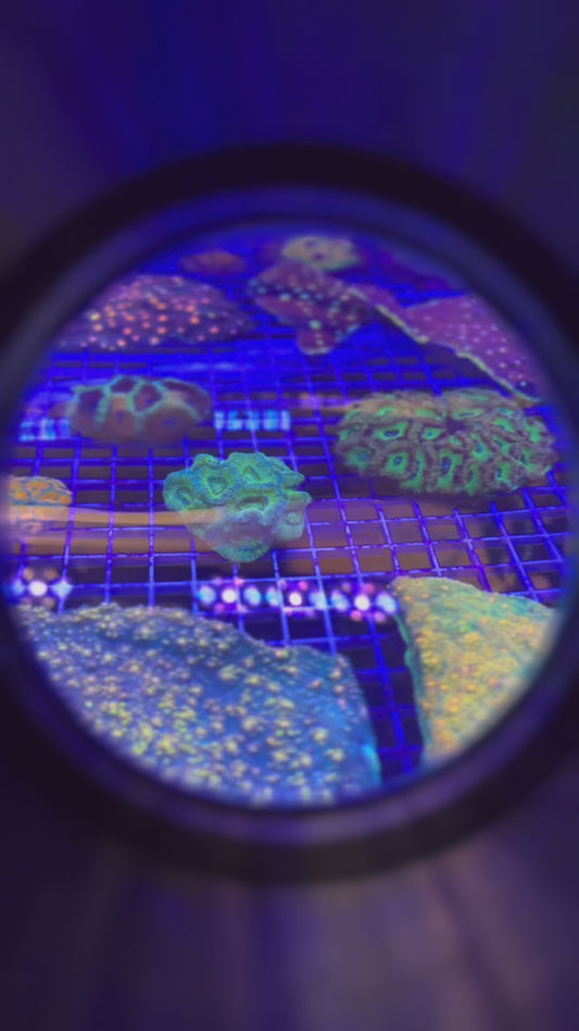 Limoncello Glitter Acan colony