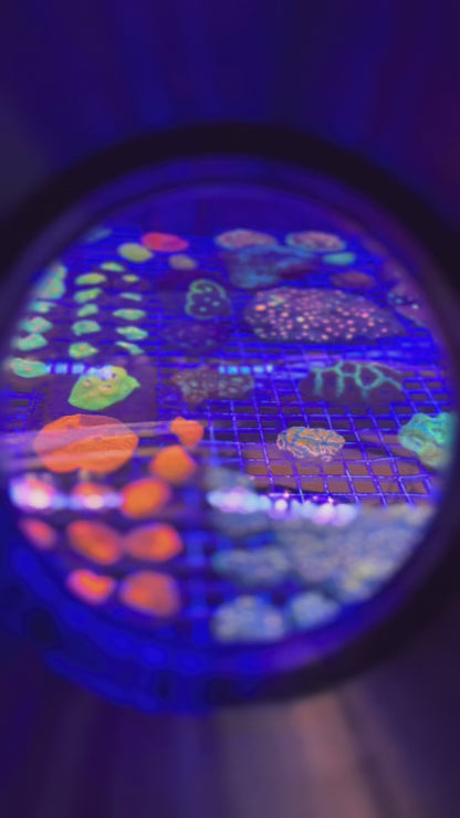 Suga Plum Asian Acan Colony