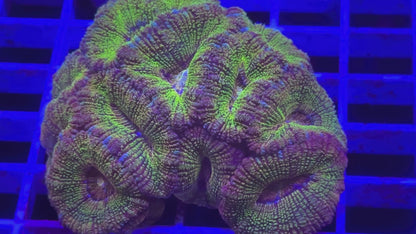 Fanny Flutter Glitter Asian Acan