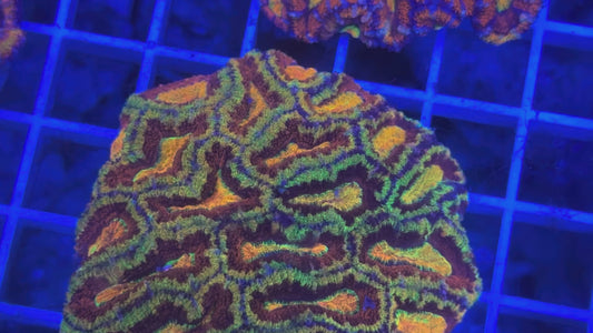Super Ultra Rainbow Aussie Acan Colony
