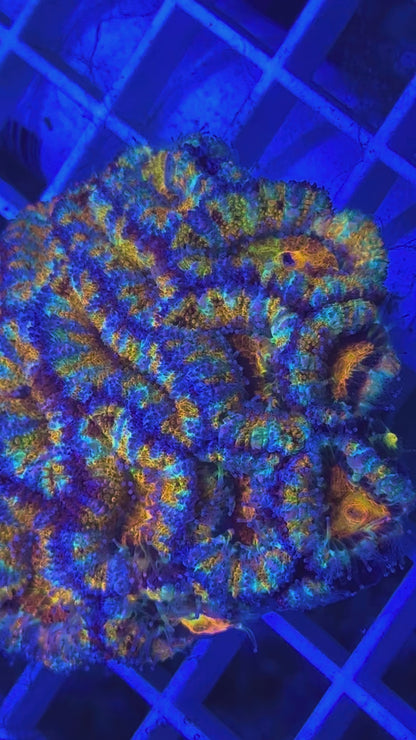 Super Ultra Rainbow Aussie Acan