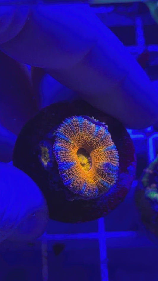 Rainbow Sunrise Acan (with 6 babies)