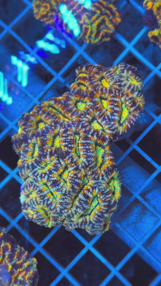 Super Ultra Aussie Acan Colony
