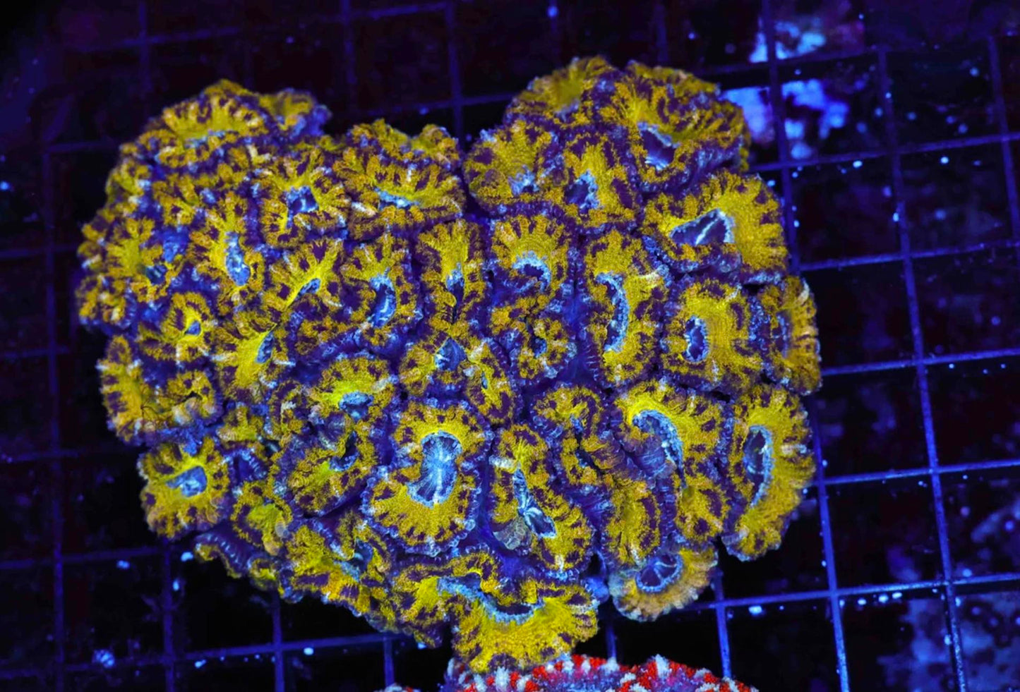 Snakeskin Acan