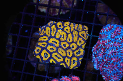 Honey Nut O Aussie Acan