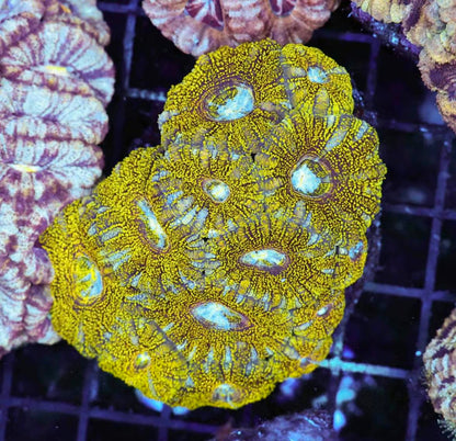 Disco Ball Glitter Acan