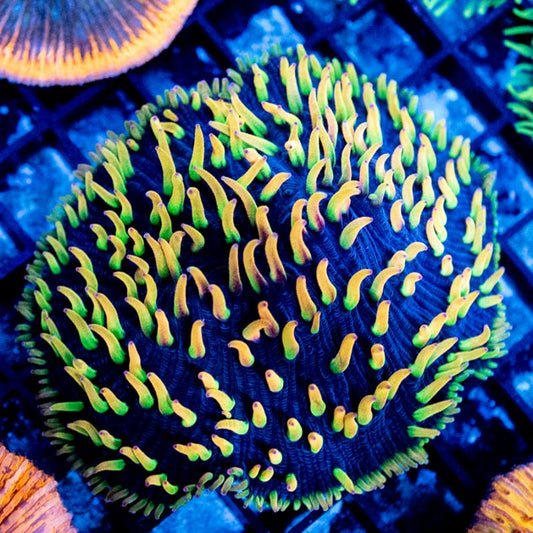 Nightmare Cycloseris