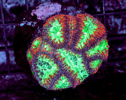 Triple Mermaid Blasto (Vivida)