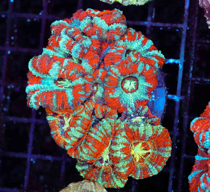 Asian Acan Garden