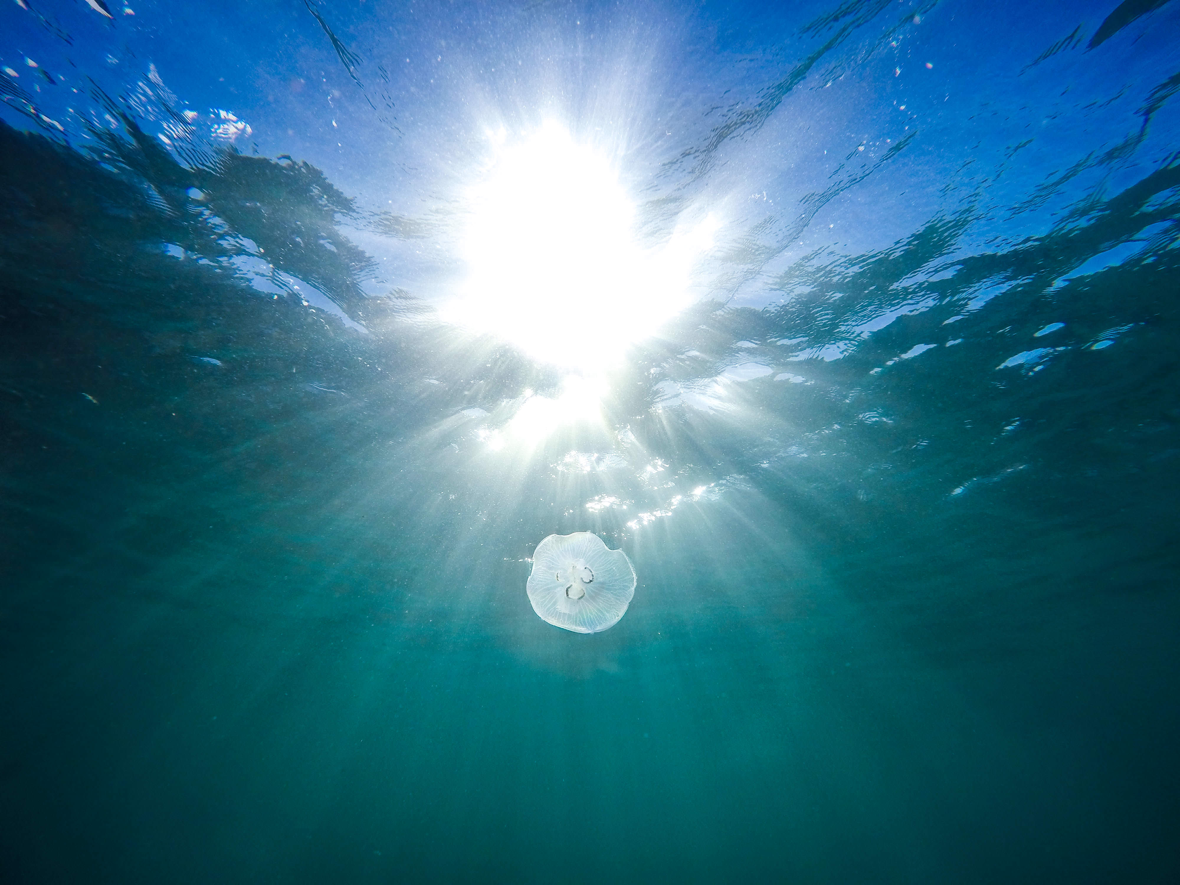 Fish swimming amidst rays of sunlight in the photic zone